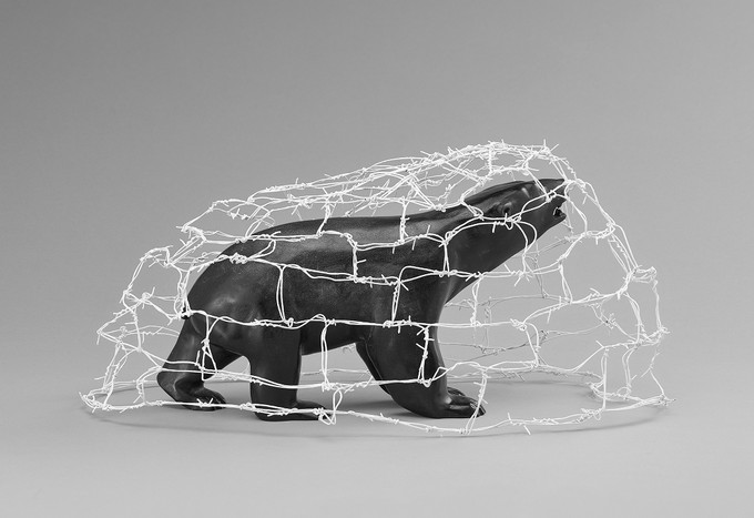 Bear Tangled in Barbed Wire