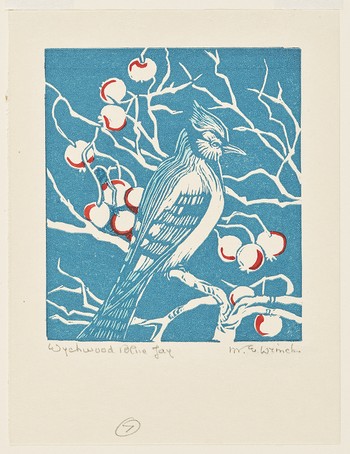 Wychwood Blue Jay