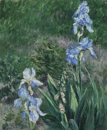 Iris bleus, jardin du Petit Gennevilliers
