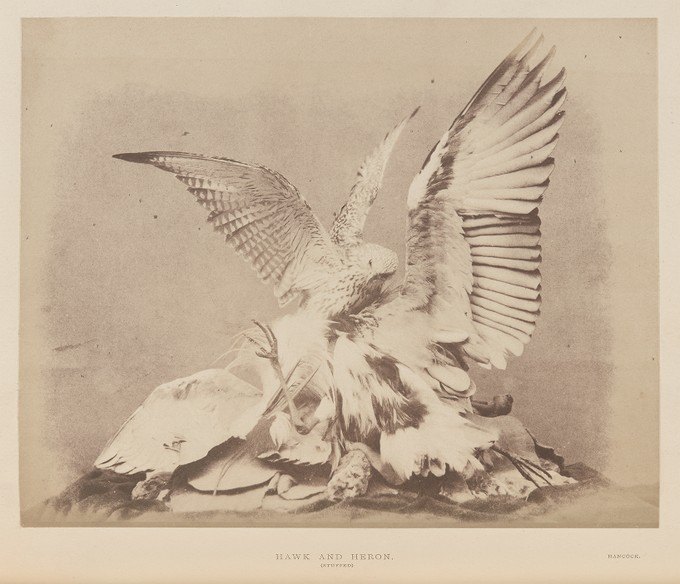 [Hawk and Heron, Hancock]