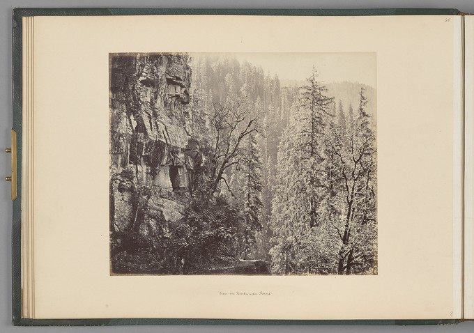 [View in the Narkunda Forest]   from The Sutlej - Indian Groups etc.