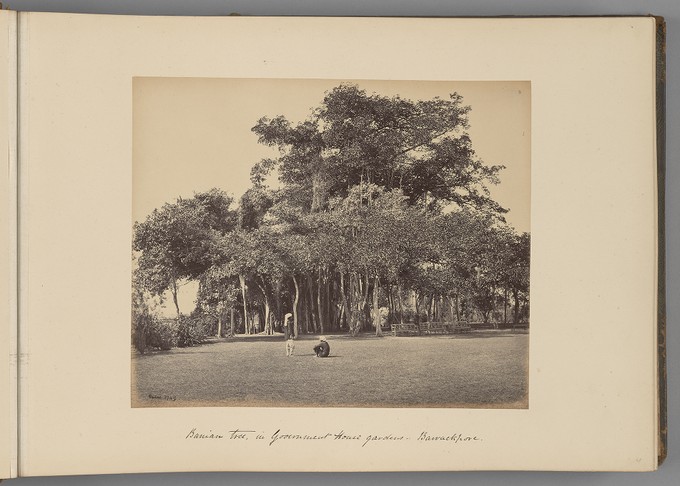 [Banyan tree in Government House gardens, Barrackpore]   from Indian Views
