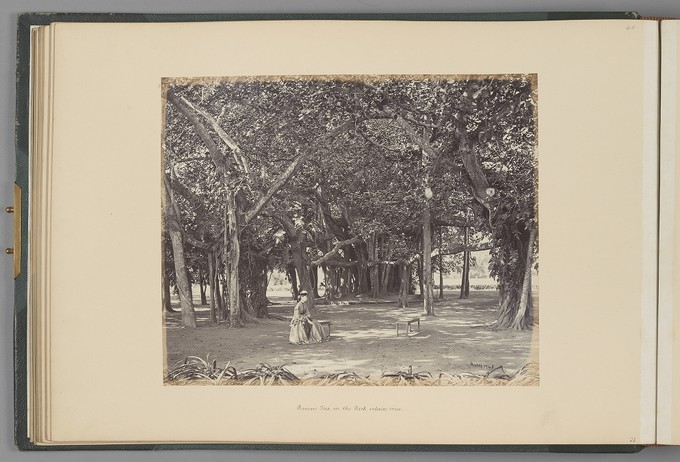 [Calcutta; Banyan Tree in the Barrackpore Park, interior view]   from Indian Architecture and Scenery, Vol. 1