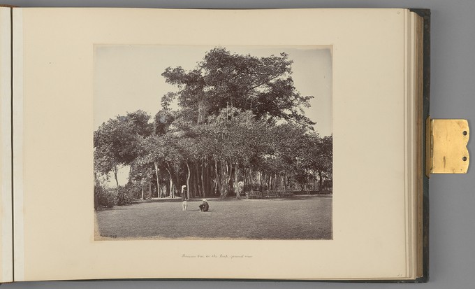 [Calcutta; Banyan Tree in the Barrackpore Park, general view]   from Indian Architecture and Scenery, Vol. 1