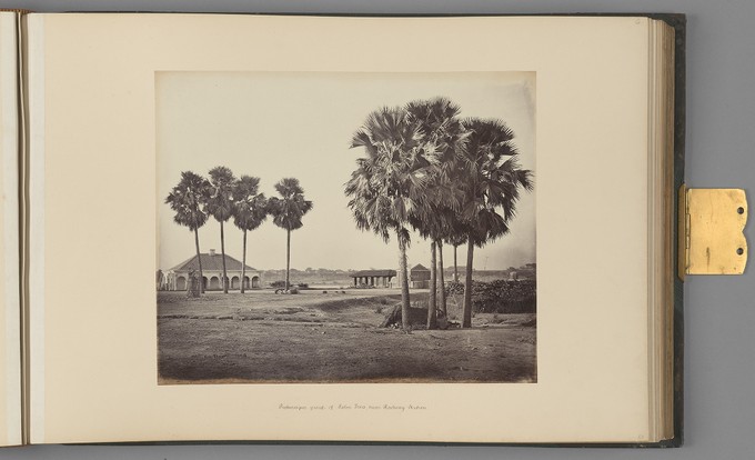[Benares; Picturesque group of Palm Trees, near Railway Station]   from Indian Architecture and Scenery, Vol. 1