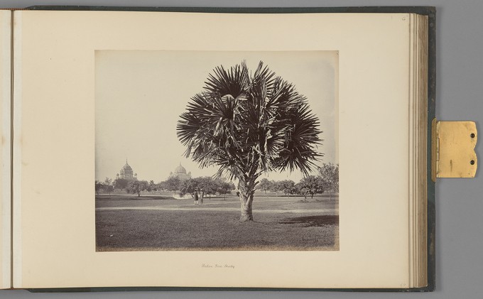 [Lucknow; Palm Tree Study]   from Indian Architecture and Scenery, Vol. 1