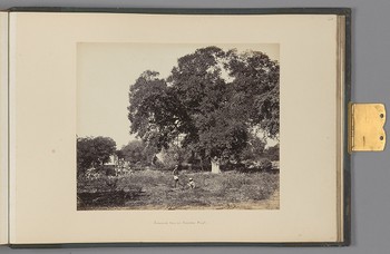 [Secundra; Tamarind trees in Secundra Bagh]   from Indian Architecture and Scenery, Vol. 1