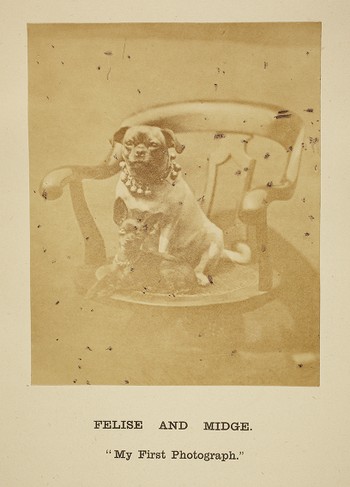 [Portrait of Lady Brassey's dogs, Felise and Midge]