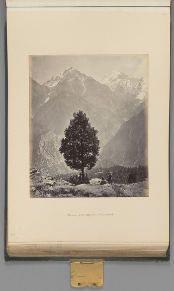 [Chini district; Specimen of the Edible Pine]   from Himalayas