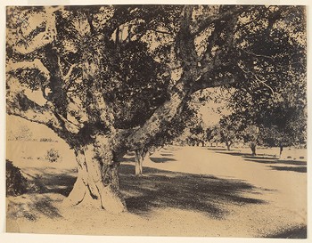 Mysore, Avenue of Banian Trees
