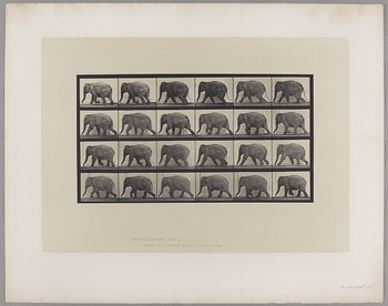 Animal Locomotion: Plate 733, Elephant Walking