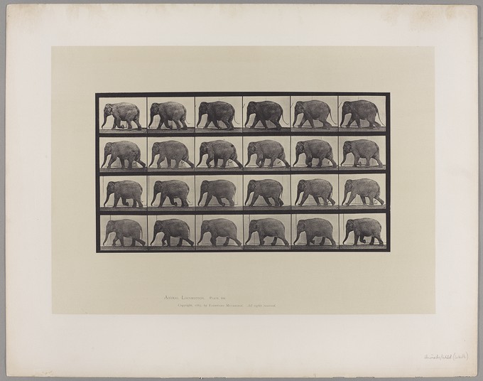 Animal Locomotion: Plate 733, Elephant Walking