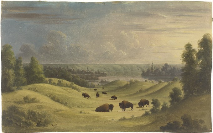 Landscape in The Foothills with Buffalo Resting